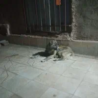 توله سگ|سگ|سبزوار, رباط|دیوار