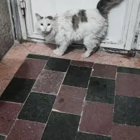 گربه خانگی پیدا شده