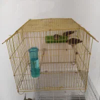 عروس هلندی و فنچ وقفس|پرنده|قزوین, |دیوار