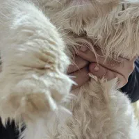 گربه پرشین نر هفت ماهه