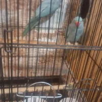 جفت ملنگو آبی مولد سالن