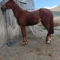 مادیون اسب