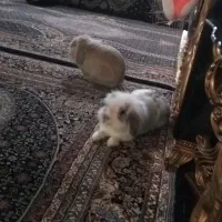 خرگوش لوپ اصل هلندی|موش و خرگوش|سیاهکل, |دیوار