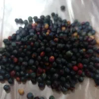 پسته کوهی نرم بدون استخوان