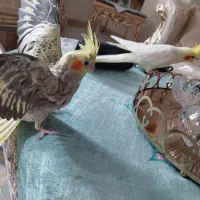عروس هلندی نر و ماده  واکسن خورده بالغ
