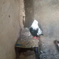 کفتر معاوظه با ساده نر موردی بود تماس بگیرید