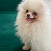 پامرانین (وارداتی)|سگ|تبریز, |دیوار