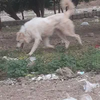 سگ ش کا ری