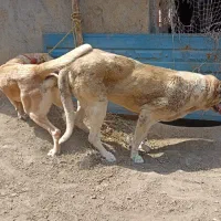 واگذاری توله سرابی ماده|سگ|تالش, هشتپر|دیوار