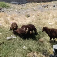 5تا بره ماده سبک واسه پرواری به ضمانت