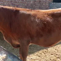 فروش گاو گوساله ماده نوبر|حیوانات مزرعه|مرودشت, استادیوم‎|دیوار