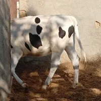 گوساله ماده