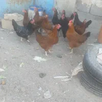 مرغ و واروک محلی جوان در دهگلان