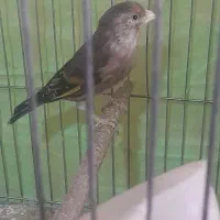 سهره قناری نر اهلی