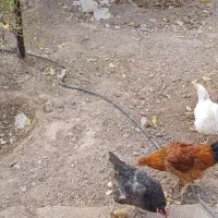 دو عدد مرغ و یک خروس دو جوجه|حیوانات مزرعه|اسفراین, |دیوار