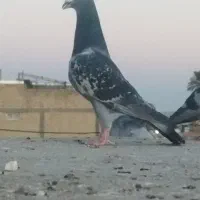 شهری...کوهی