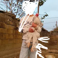 فروش مرغ برهما بلک و لایت|حیوانات مزرعه|آستانه سرا, |دیوار