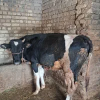 گوساله نر  پرواری