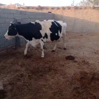 سلام کاوه هلشتاین|حیوانات مزرعه|زاویه, |دیوار