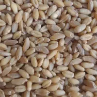 گندم سه دهه بو جاری شده