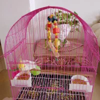 عروس هلندی