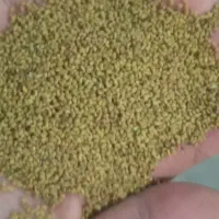 محصولات کشاورزی بذر یونجه اصلاح شده