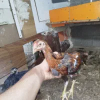 جوجه لاری اصیل