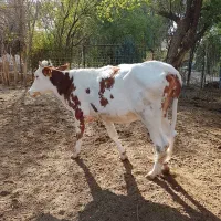 دونا گوساله ماده حامله