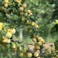 فروش باغچه خوش نقشه و چهار دیواری در رباط کریم|فروش زمین و ملک کلنگی|رباط‌کریم, رباط‌کریم|دیوار