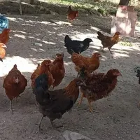 خرید فروش مرغ خروس جوجه رسمی