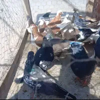 کبوتر . کفتر