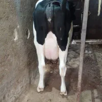 گوساله تلیسه آبستن گاو ابس گاو شیری|حیوانات مزرعه|کوهین, |دیوار