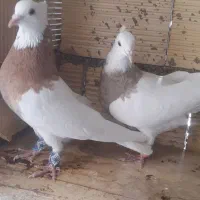 نرماده طوقی