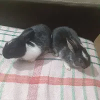 بچه خرگوش بازیگوش