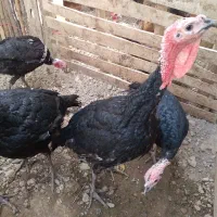 بوقلمون|حیوانات مزرعه|بکتاش, |دیوار