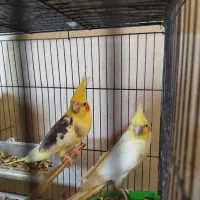 دو جفت عروس پاریس مولدشرط