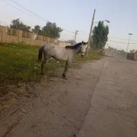 اسب|اسب و تجهیزات اسبسواری|مسجد سلیمان, |دیوار