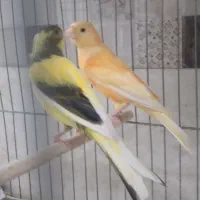 قناری نر قواره دار تازه صاف
