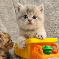 گربه بریتیش ny و ay