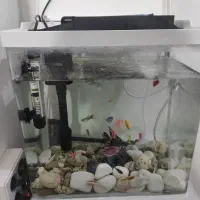 اکواریوم|ماهی|بوشهر, |دیوار