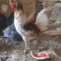 فروش خروس تاج تبری