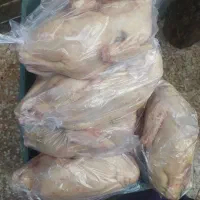 مرغ و خروس و بوقلمون محلی|خوردنی و آشامیدنی|رشت, بازار|دیوار