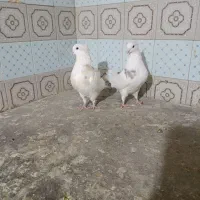 کبوتر خال قدیم پرشی