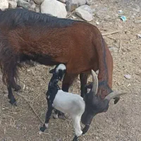 فروش گوسفند|حیوانات مزرعه|رودان, |دیوار
