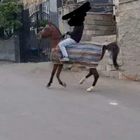 اسب نریون کرد|اسب و تجهیزات اسب‌سواری|نمین, |دیوار