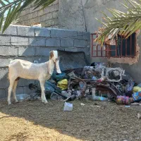 بز گلابی و پاکستانی دورگ|حیوانات مزرعه|رودخانه, |دیوار