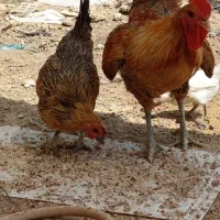 مرغ و خروس محلی سرحال و سالم  و جوجه سفید