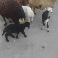 سه رس میش بره افشارجنس انتیک|حیوانات مزرعه|بروجرد, |دیوار