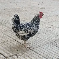 مرغ خروس گلین اصل