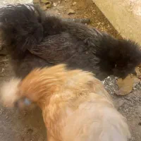 مرغ و خروس ابریشمی|حیوانات مزرعه|اصفهان, سرچشمه|دیوار